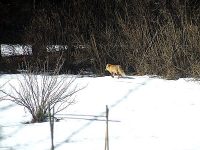 Z&nbsp;cyklu “Fauna wśród flory”