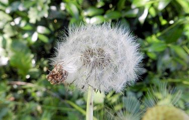 W czerwcu, w Łuce, w trawie