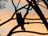 Asio otus – gatunek ptaka drapieżnego z&nbsp;rodziny Strigidae