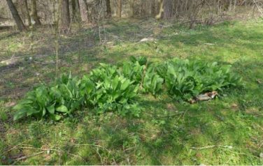 Niedźwiedzia wiosna